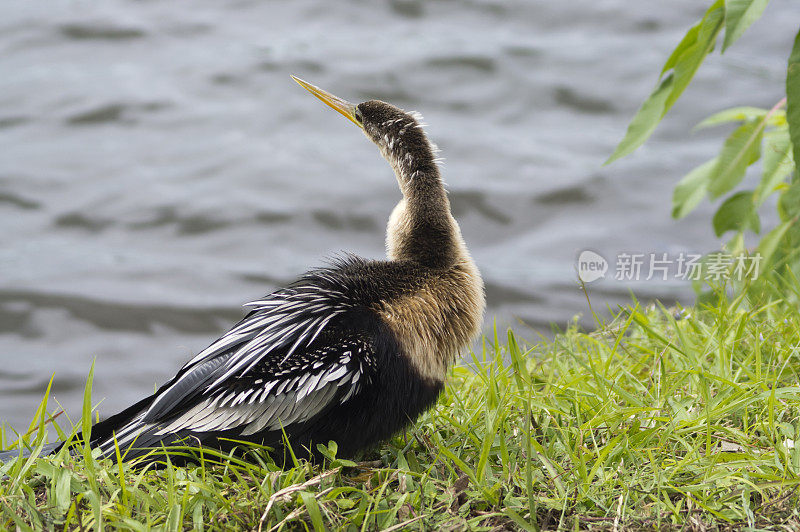 Anhinga -在岸上向后看